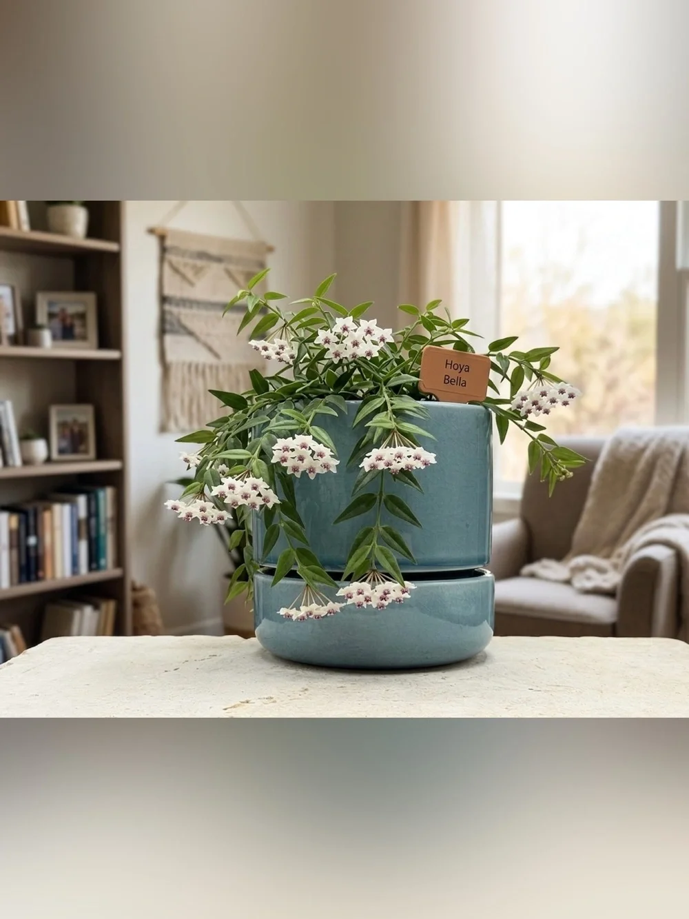 Light Blue Hoya Bella Pot with Attached Saucer and Drainage Hole